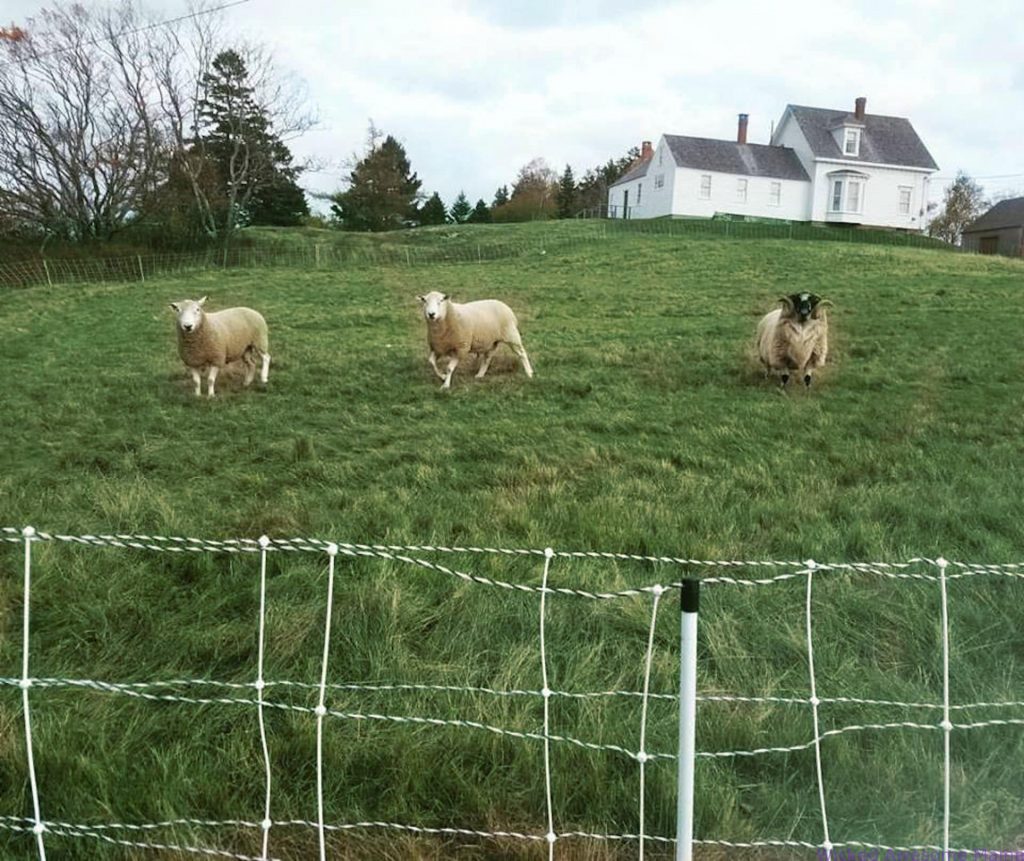 Neighbor-sheep-rt